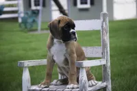 Boaz, a male Boxer for sale in Shipshewana, IN – Photo 6 of 9