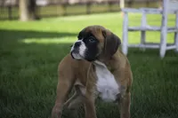 Boaz, a male Boxer for sale in Shipshewana, IN – Photo 5 of 9