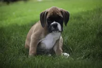 Boaz, a male Boxer for sale in Shipshewana, IN – Photo 7 of 9