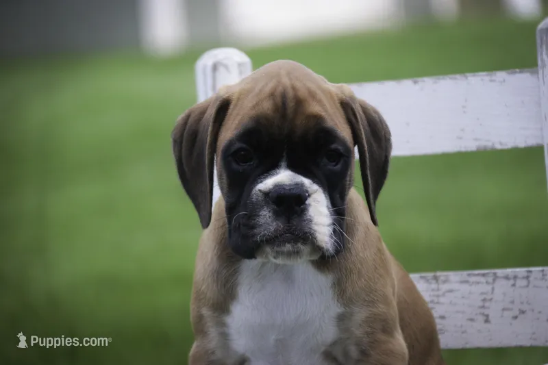 Boaz – Boxer puppy for sale in Shipshewana, IN