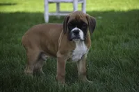Boaz, a male Boxer for sale in Shipshewana, IN – Photo 4 of 9