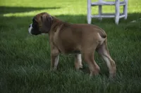 Boaz, a male Boxer for sale in Shipshewana, IN – Photo 3 of 9