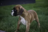 Boaz, a male Boxer for sale in Shipshewana, IN – Photo 2 of 9