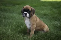 Boaz, a male Boxer for sale in Shipshewana, IN – Photo 8 of 9
