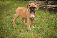 Baily, a female Boxer for sale in Shipshewana, IN – 6 of 10