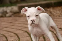 Koa, a male Boxer for sale in Shipshewana, IN – 2 of 6