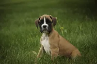 Crew, a male Boxer for sale in Shipshewana, IN – 4 of 8