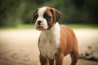 Burke, a male Boxer for sale in Shipshewana, IN – 2 of 8