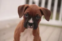 processed/a8691734-ec5d-4cae-919c-f7c884b6b56d/listing/fa68ffe9-aa8b-4a5f-acda-195f82fc1e79/15778eb6-cc03-4b8f-a6d6-f59a77c2c9cd