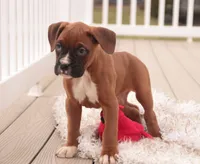 processed/a8691734-ec5d-4cae-919c-f7c884b6b56d/listing/fa68ffe9-aa8b-4a5f-acda-195f82fc1e79/51fb9909-e4ff-47ac-b846-6d00fb7724b8