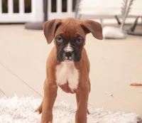 processed/a8691734-ec5d-4cae-919c-f7c884b6b56d/listing/fa68ffe9-aa8b-4a5f-acda-195f82fc1e79/8e20bfe5-ff98-43d4-9042-ac42b3325f7f