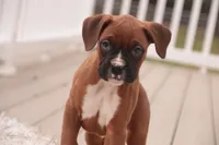 processed/a8691734-ec5d-4cae-919c-f7c884b6b56d/listing/fa68ffe9-aa8b-4a5f-acda-195f82fc1e79/986f0045-95aa-4360-b846-3378c7a63aa8