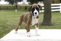 processed/a8691734-ec5d-4cae-919c-f7c884b6b56d/listing/fbf3399d-a3f2-4171-a339-f7563ea1d184/95003485-66f0-42f8-a5c2-3721eb40c066