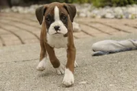 Tressa, a female Boxer for sale in Shipshewana, IN – 6 of 10