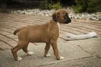Tara, a female Boxer for sale in Shipshewana, IN – 5 of 8