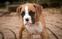 Rex, a male Boxer for sale in Shipshewana, IN – 2 of 9