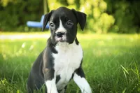 Leo, a male Boxer for sale in Shipshewana, IN – 3 of 9