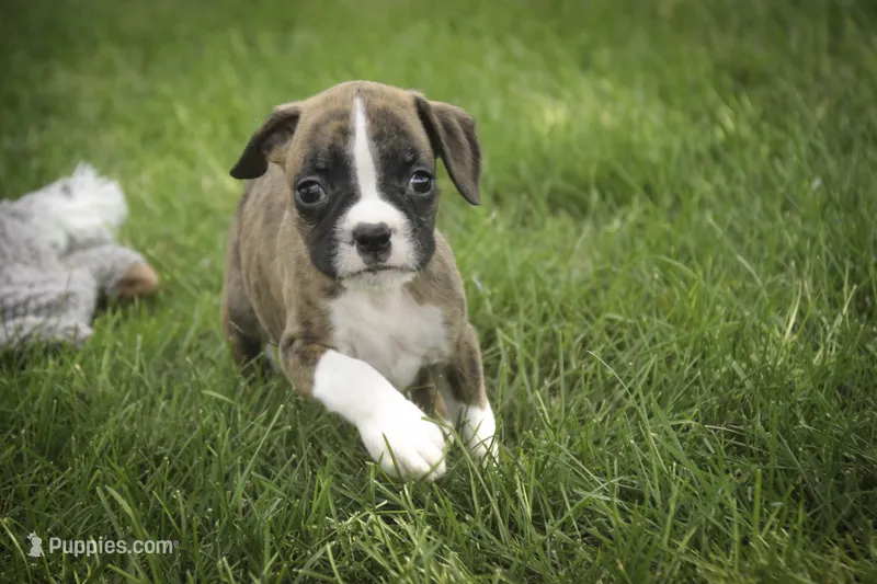 Rhett – Boxer puppy for sale in Shipshewana, IN