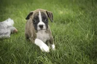 Rhett, a male Boxer for sale in Shipshewana, IN – 1 of 6