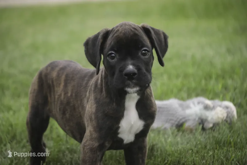 Skipper – Boxer puppy for sale in Shipshewana, IN