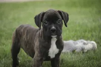 Skipper, a male Boxer for sale in Shipshewana, IN – 1 of 6