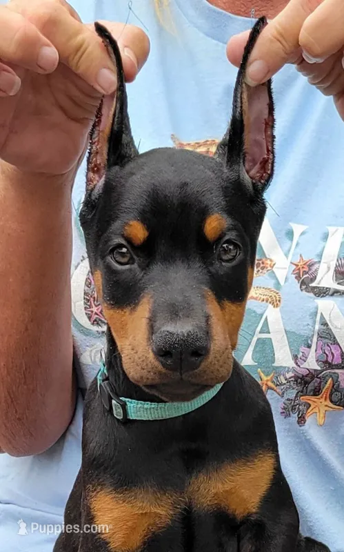 Helena – Doberman Pinscher puppy for sale in Byron Center, MI