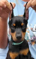 Helena, a female Doberman Pinscher for sale in Byron Center, MI – 1 of 1