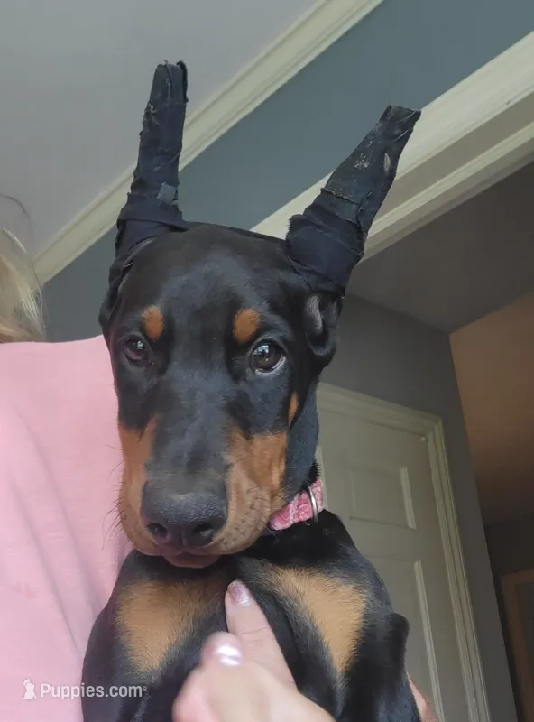Charlot – Doberman Pinscher puppy for sale in Byron Center, MI