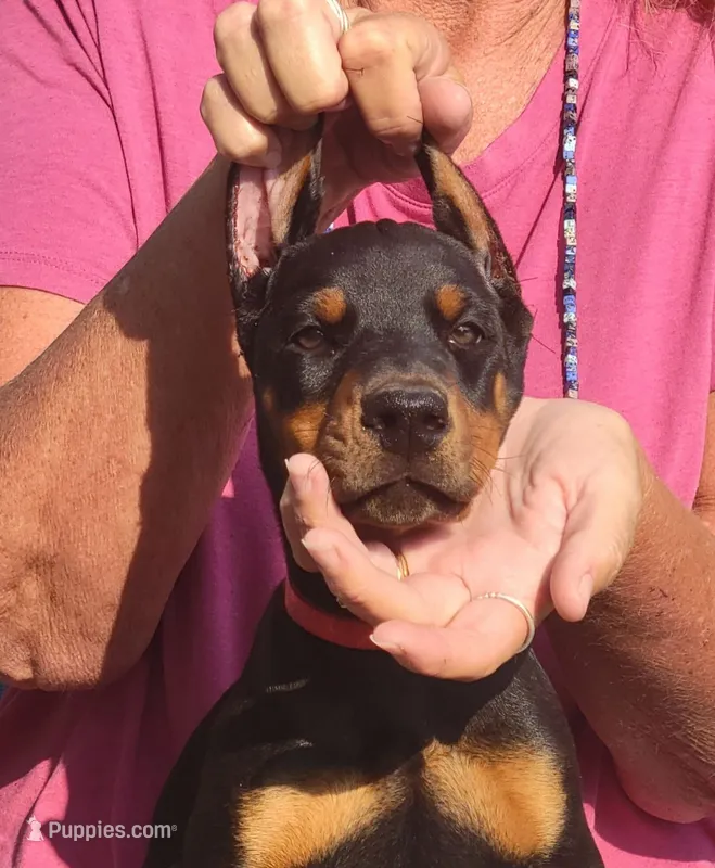 Charlot – Doberman Pinscher puppy for sale in Byron Center, MI