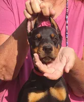 Charlot, a female Doberman Pinscher for sale in Byron Center, MI – 1 of 1