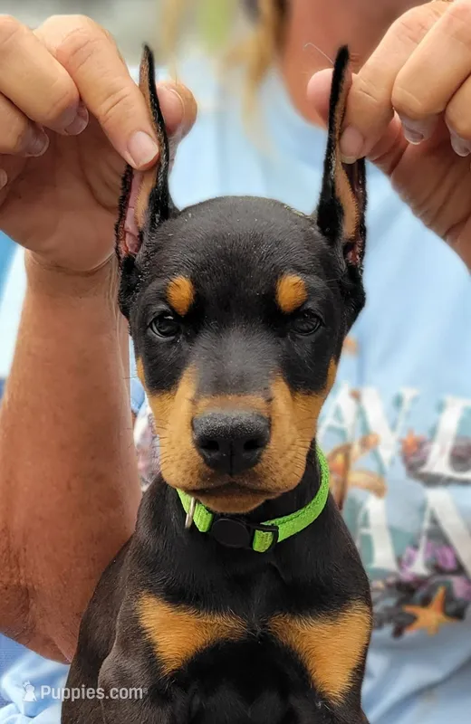Gretel – Doberman Pinscher puppy for sale in Byron Center, MI
