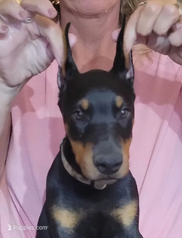 Liesel – Doberman Pinscher puppy for sale in Byron Center, MI