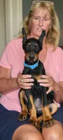 Lorelei, a female Doberman Pinscher for sale in Byron Center, MI – 1 of 1