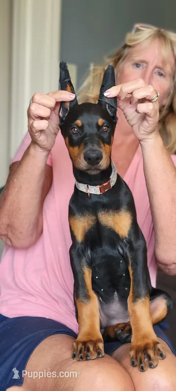 Helena – Doberman Pinscher puppy for sale in Byron Center, MI