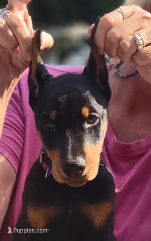 Eva – Doberman Pinscher puppy for sale in Byron Center, MI