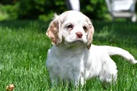 amber, a female Cocker Spaniel for sale in Sugarcreek, OH – 2 of 10
