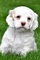 cj, a male Cocker Spaniel for sale in Sugarcreek, OH – 4 of 8
