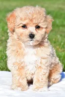 mila, a female Bichpoo for sale in Sugarcreek, OH – 3 of 8