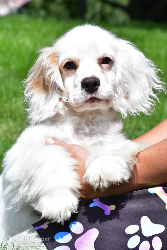 cj – Cocker Spaniel puppy for sale in Sugarcreek, OH