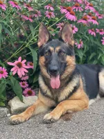 sky, a female German Shepherd Dog for sale in Sugarcreek, OH – 3 of 3