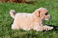 clint, a male Bichpoo for sale in Sugarcreek, OH – 4 of 5