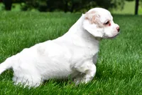 cj, a male Cocker Spaniel for sale in Sugarcreek, OH – 5 of 8