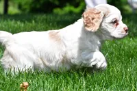 amber, a female Cocker Spaniel for sale in Sugarcreek, OH – 5 of 10