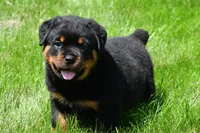 autumn, a male Rottweiler for sale in Sugarcreek, OH – 2 of 6