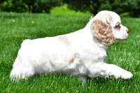 amber, a female Cocker Spaniel for sale in Sugarcreek, OH – 9 of 10