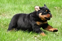 virginia, a male Rottweiler for sale in Sugarcreek, OH – 2 of 6