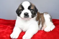 amber, a female Saint Bernard for sale in Sugarcreek, OH – Photo 7 of 7