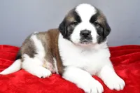 amber, a female Saint Bernard for sale in Sugarcreek, OH – Photo 1 of 7