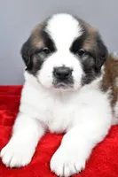 amber, a female Saint Bernard for sale in Sugarcreek, OH – Photo 3 of 7