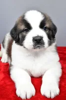 amber, a female Saint Bernard for sale in Sugarcreek, OH – Photo 2 of 7